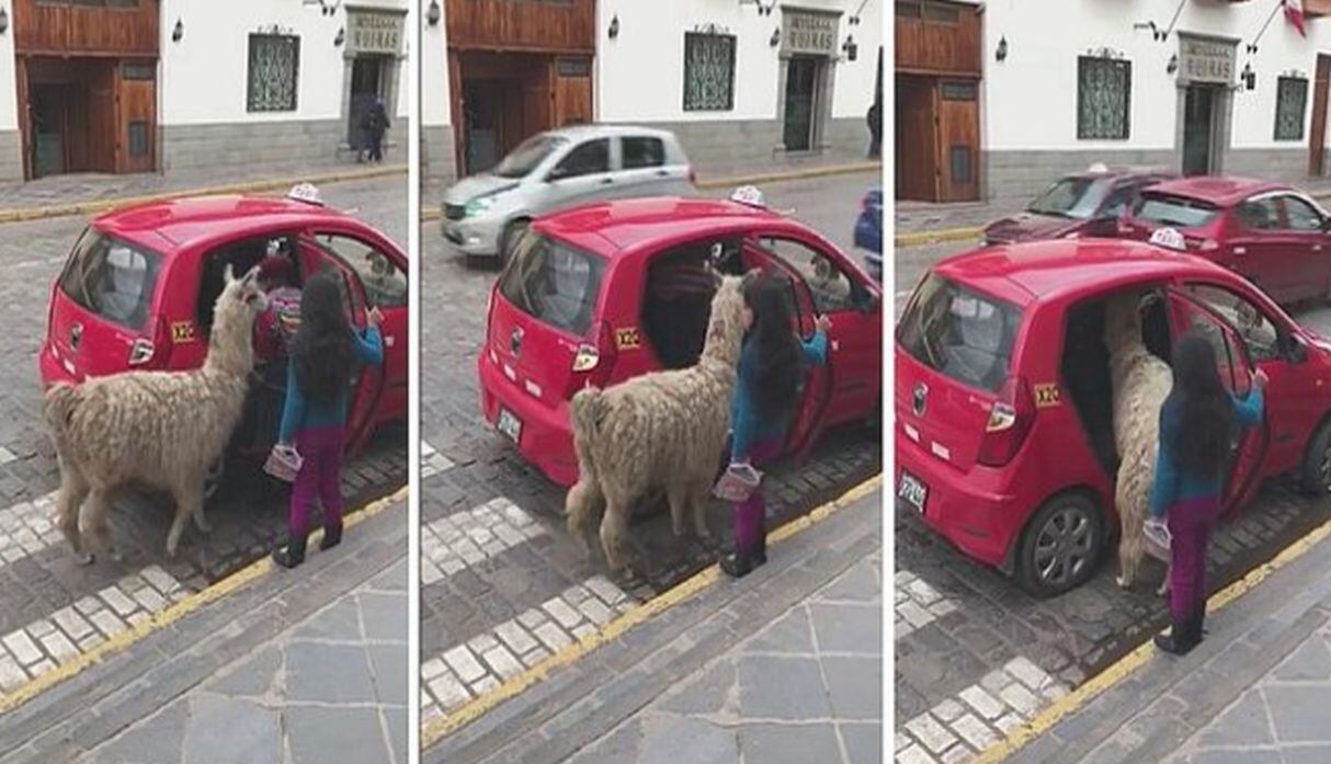 Llama "tomó taxi" sin contratiempo, en Cusco. (Capturas: Facebook)