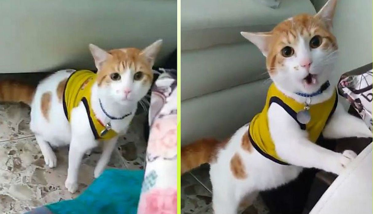 Tierno gatito se hace viral en  Facebook. Felino muestra orgulloso la camiseta de su selección y grita los goles con sus dueños.  (Capturas de Facebook)