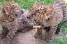 ¡Leoparditos bebés! Crías nacieron en el Parque de las Leyendas, ¿sabes cómo diferenciar al leopardo del jaguar?
