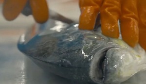 Alimentación: Las opciones marinas más nutritivas accesibles del mar peruano