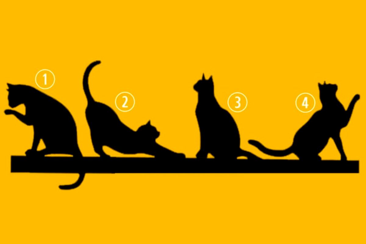 Solo debes elegir 1 de los 4 gatos para saber cuál es el propósito de tu vida en el test de personalidad.