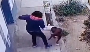Los Olivos: Vecinos asustados por pitbull que ataca a personas y mascotas | VIDEO