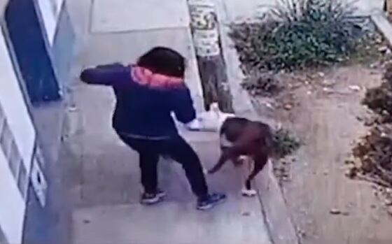 Imágenes del ataque del pitbull en la urbanización Sol de Oro. (Ocurre Ahora)
