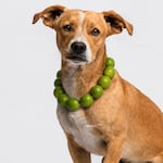 Perros y collar de limones: ¿realmente ayuda a combatir enfermedades respiratorias?