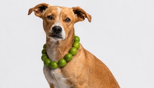 Perros y collar de limones: ¿realmente ayuda a combatir enfermedades respiratorias?