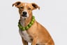 Perros y collar de limones: ¿realmente ayuda a combatir enfermedades respiratorias?
