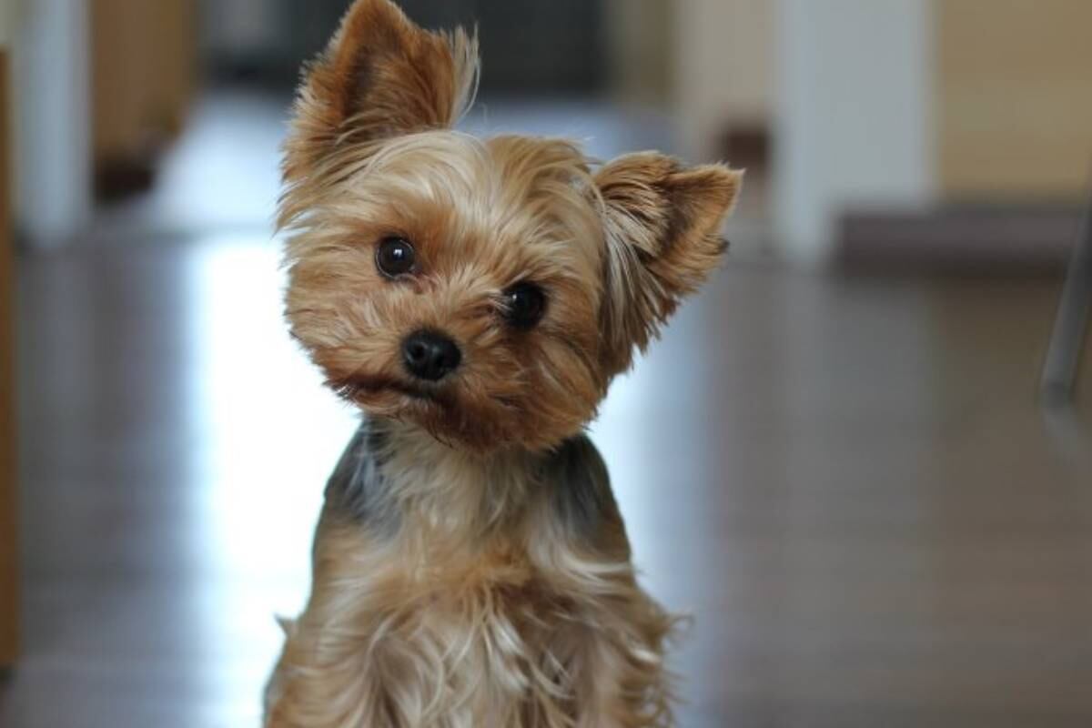 Conoce algunas curiosidades de los perros de raza pequeña (Foto: @frenchiemania)
