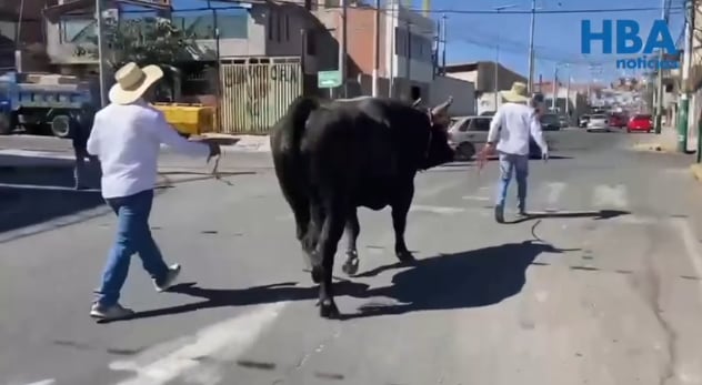 La presencia del toro durante la jornada electoral en Arequipa llamó la atención de los electores.
