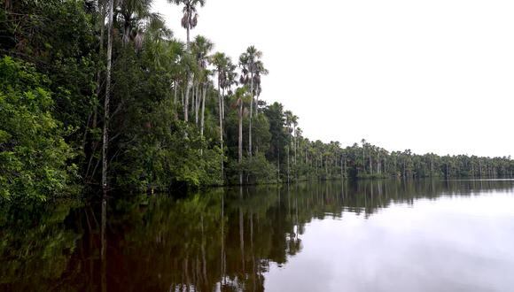 La Reserva Nacional Tambopata se creó el 4 de septiembre del 2000 con el objetivo de proteger la flora y fauna y los procesos ecológicos de la selva húmeda tropical. Se ubica al sur del río Madre de Dios, en los distritos de Tambopata e Inambari, en la provincia de Tambopata, en Madre de Dios. (Foto: Minam)