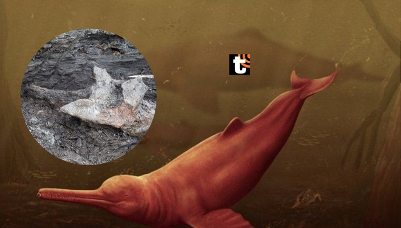 Un equipo de paleontólogos descubrió restos óseos de un delfín gigante que vivió hace 16 millones de años en el Perú.