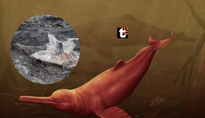 Pebanista yacuruna: descubren restos de delfín gigante que vivió en el Perú hace 16 millones de años