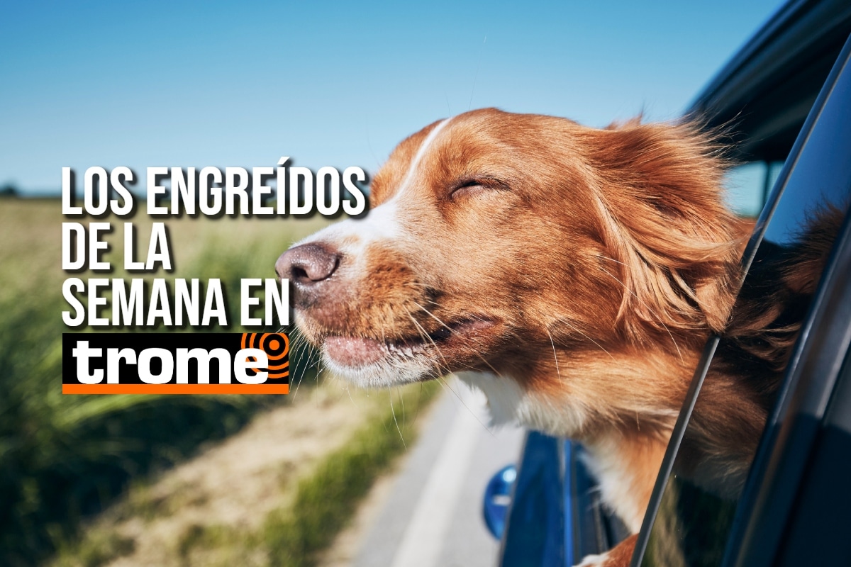 Estas son las mascotas de la semana que se robarán tu corazón. Foto: Istock.