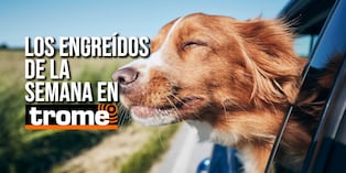Estas son las mascotas de la semana que se robarán tu corazón. Foto: Istock.
