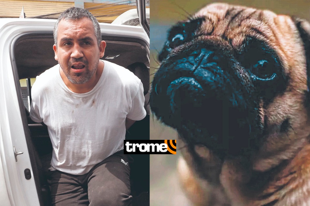 Sujeto que acuchilló a perrita fue condenado a cárcel.