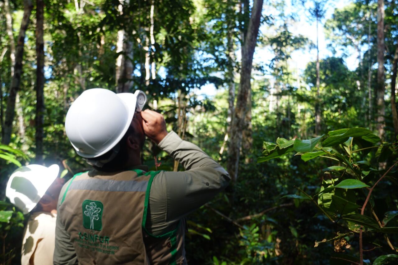 A través de herramientas digitales, Osinfor busca combatir la tala ilegal.