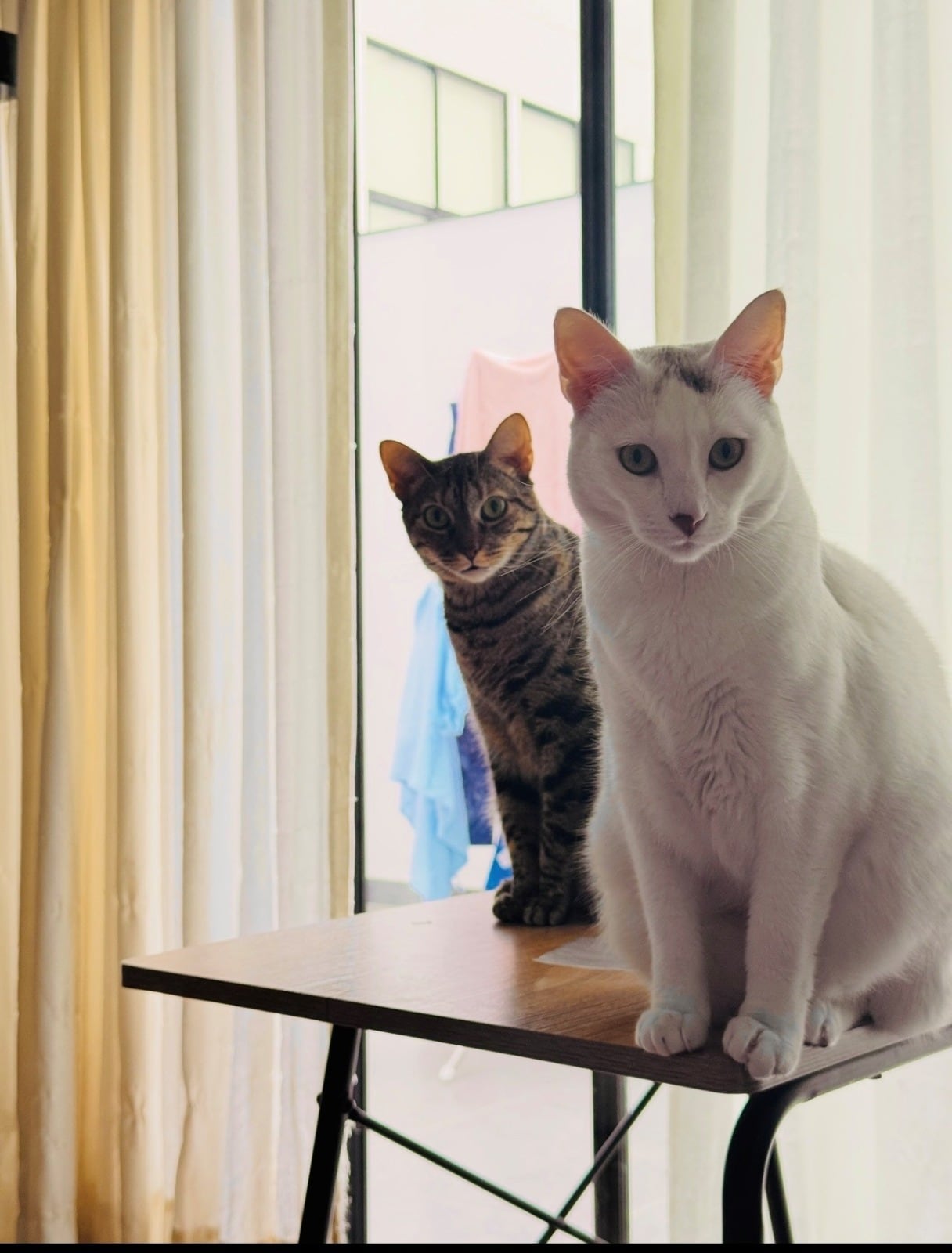 BIBI Y MISHA.