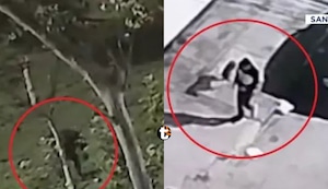 Matanza de perros en Santa Anita: Cámaras captaron a hombre que dejó veneno que mató a mascotas