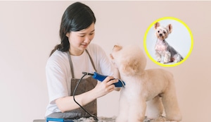 ¿Es saludable cortar o ‘rapar’ el pelo de mi perro en verano?