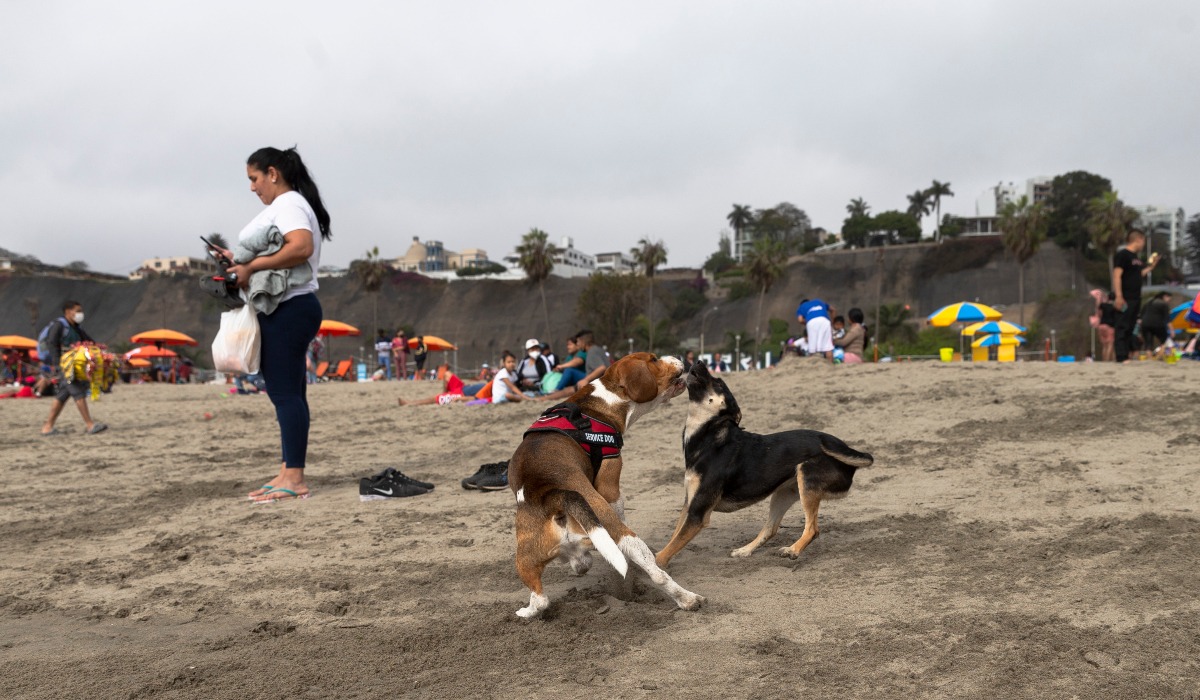 Es preferible no llevar a las mascotas a la playas (@photo.gec)