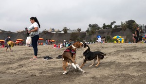 Las mascotas y la playa