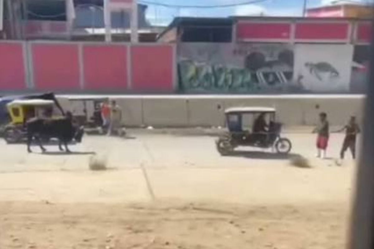 Instantes en el que toro se suelta de mototaxi que lo trasladaba (Foto: @soltvperu)