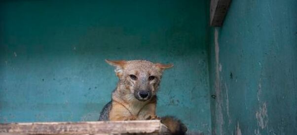 La imagen del zorrito andino Run Run en cuarentena. Foto: Parque de las Leyendas.