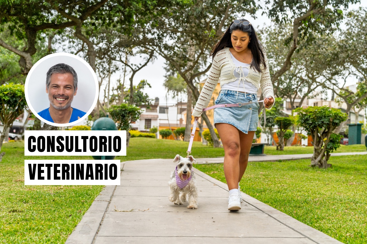 Un buen paseo debe ser el momento favorito del día para tu perro. No se trata solo de que haga sus necesidades, sino de garantizar su bienestar físico y salud mental a través de la estimulación adecuada. Foto: composición/Istock