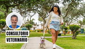 La importancia de un buen paseo para la salud de tu perro