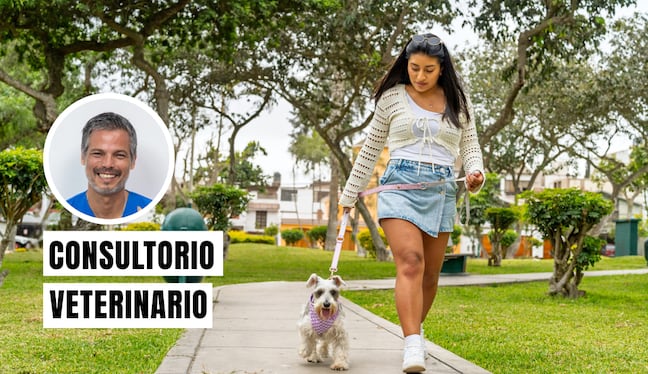 Un buen paseo debe ser el momento favorito del día para tu perro. No se trata solo de que haga sus necesidades, sino de garantizar su bienestar físico y salud mental a través de la estimulación adecuada. Foto: composición/Istock