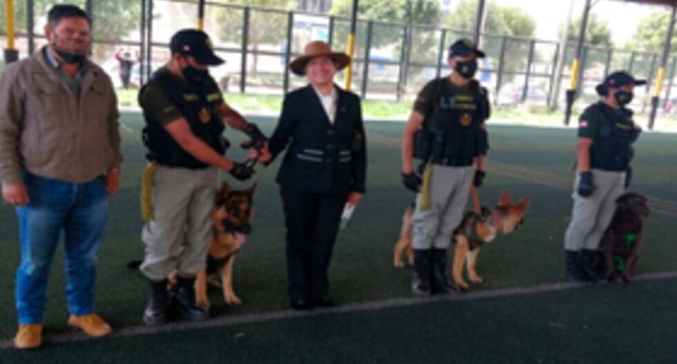 Cusco: “Balu”, “Queen”, “Lucky”, “Parco” y “Rocky” son entrenados por agentes de la Unidad Canina de la Policía. (Foto INPE)