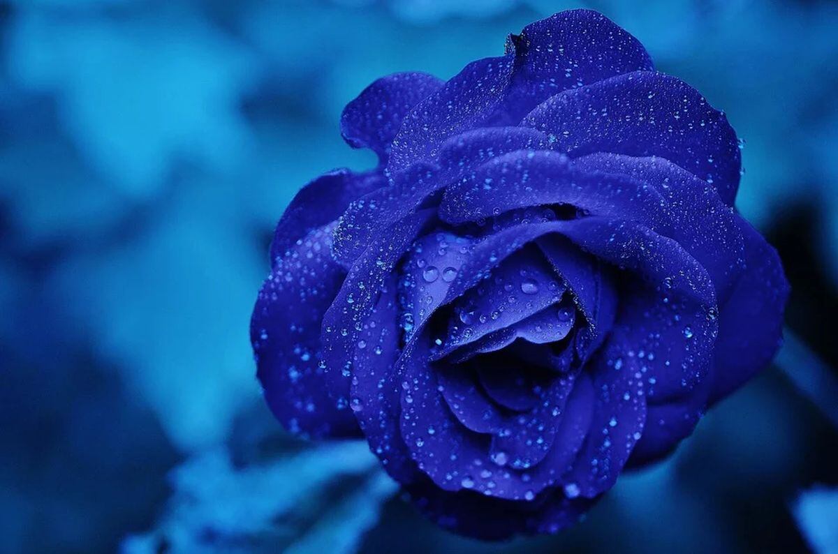 Las rosas azules simbolizan misterio (Foto: Pixabay)