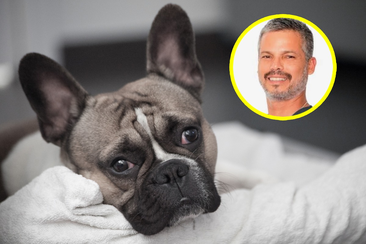 Bulldog francés enfermo. Foto: composición/Istock