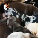 ¡Maltrato animal en SJM! Rescatan a 48 perros de criadero clandestino con heridas, hongos y otros problemas de salud