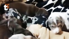 ¡Maltrato animal en SJM! Rescatan a 48 perros de criadero clandestino con heridas, hongos y otros problemas de salud