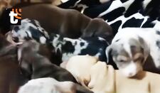 ¡Maltrato animal en SJM! Rescatan a 48 perros de criadero clandestino con heridas, hongos y otros problemas de salud