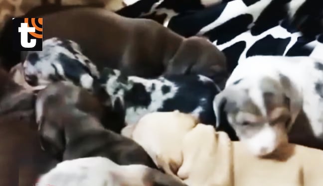 ¡Maltrato animal en SJM! Rescatan a 48 perros de criadero clandestino con heridas, hongos y otros problemas de salud