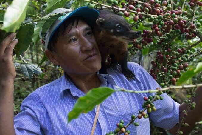 Sus animalitos le dan el toque exótico al café de especialidadad.