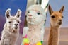 ¿Sabías que las llamas, vicuñas y alpacas son nuestro orgullo nacional?