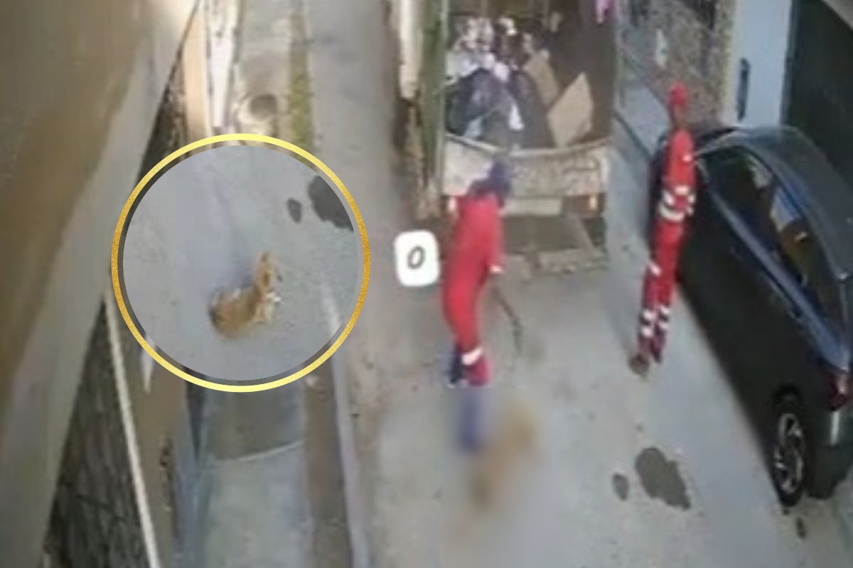 Trabajadores de SJL atropellan a perro discapacitado