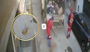 SJL: Camión de basura atropella a perrito discapacitado y trabajadores lanzan su cuerpo a compactadora