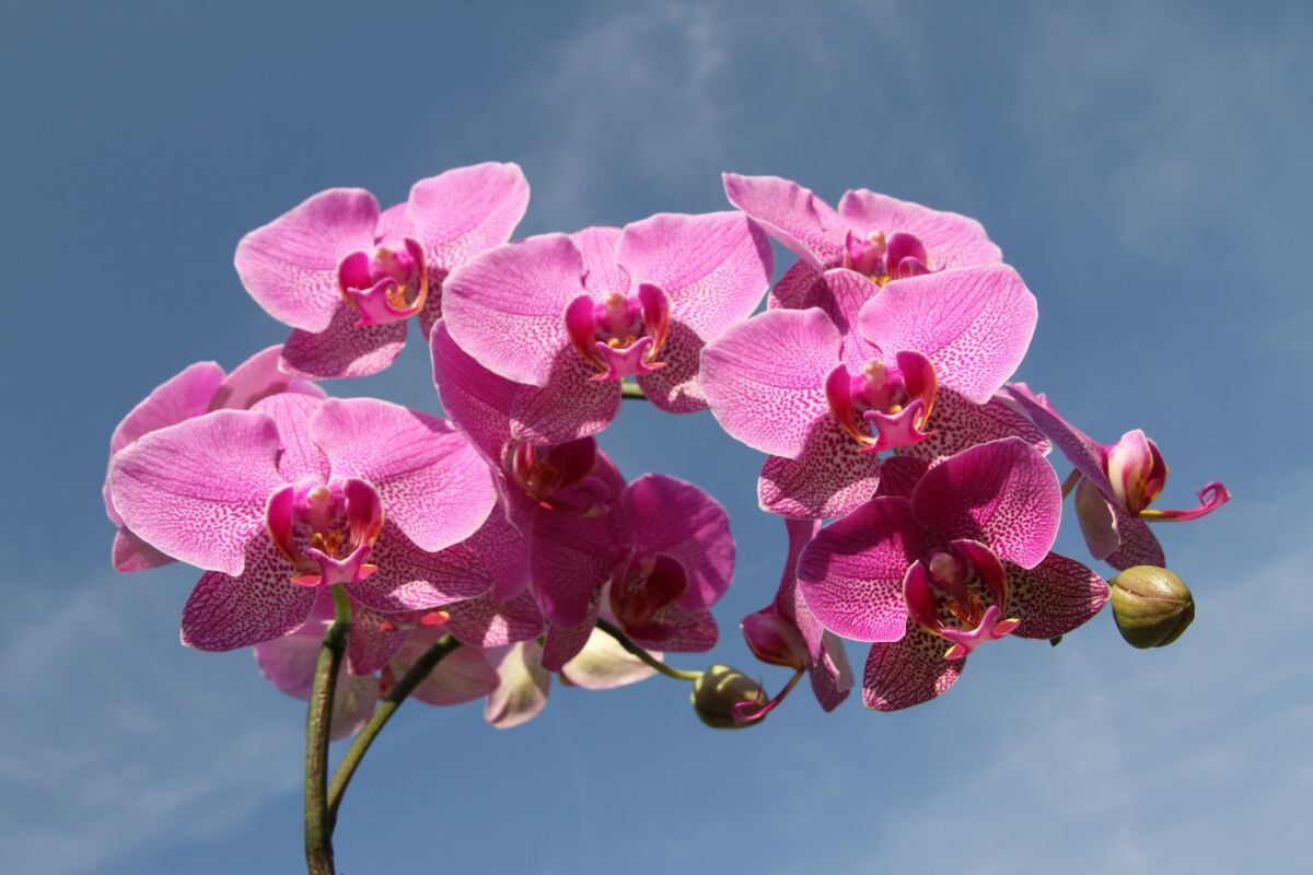 Las orquídeas tienen un significado emocional, pues representan la belleza y la perfección. (Foto: Wolfgang / Pexels)