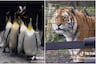 La reacción viral de un tigre al ver pingüinos por primera vez: video causa furor en TikTok