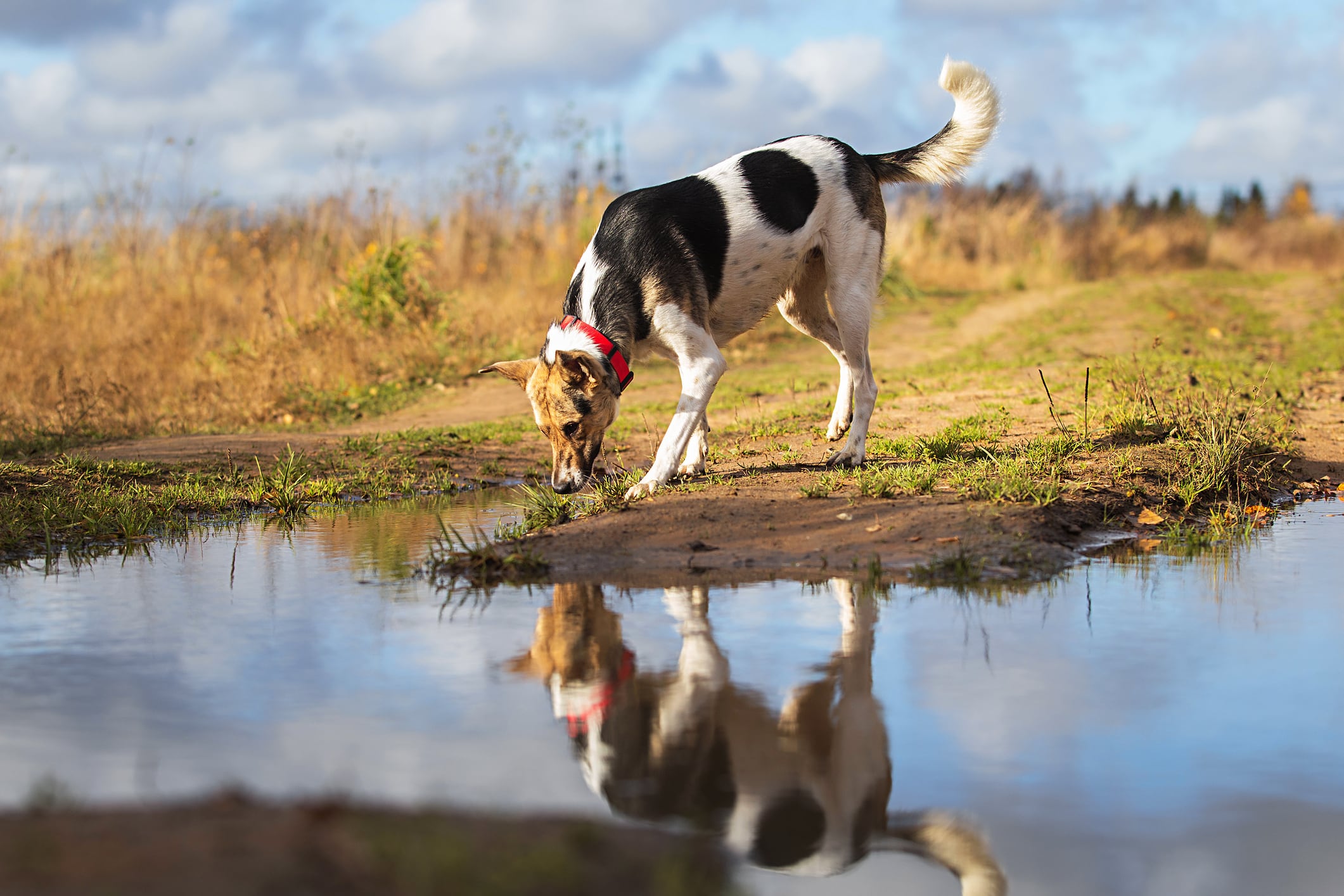 Evita que tu can beba de charcos, ríos o agua estancada y que coma pasto del parque. La deshidratación y la falta de apetito también son señales de alerta. Foto: Istock