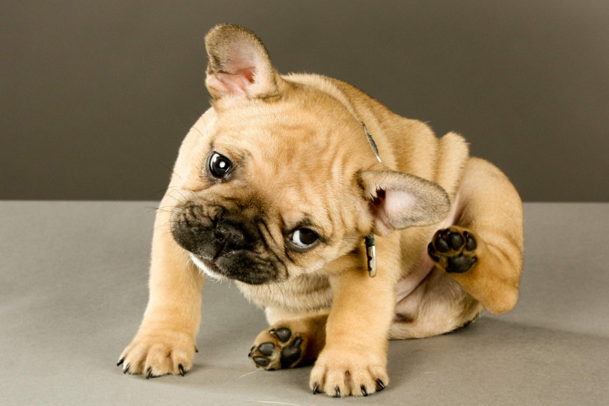 Tenencia responsable de mascotas