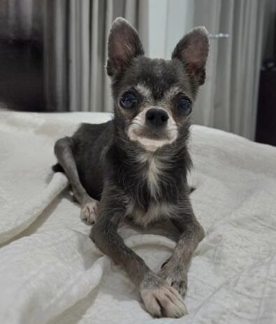 Perrita de Luciana Fuster