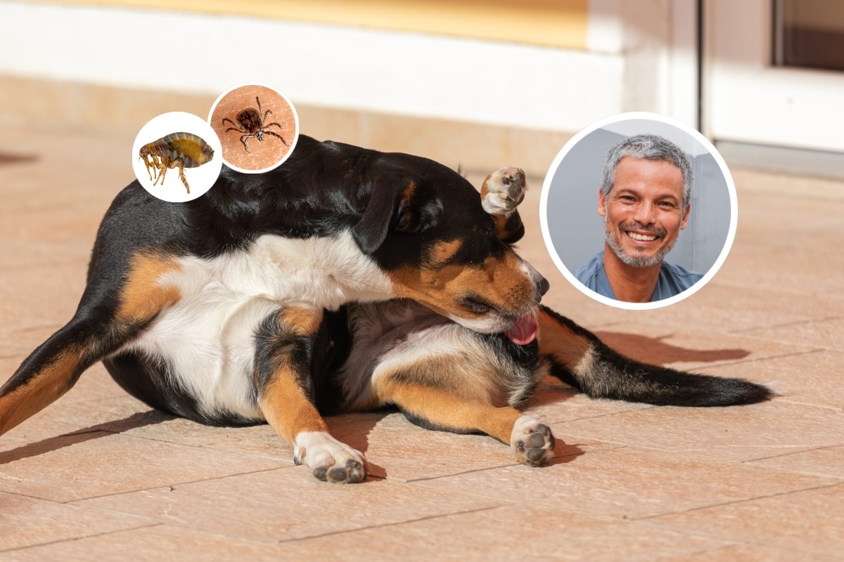 Protege a tu peludito de pulgas y garrapatas. Fotos: Istock.