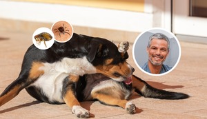 “Las pulgas y garrapatas están más activas en verano”, lee la columna del veterinario Pancho Cavero