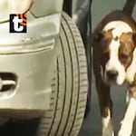 Pitbull ataca brutalmente a hombre y le deja el rostro desfigurado