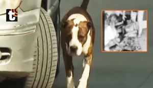 ¡Tragedia en Villa El Salvador! Pitbull ataca brutalmente a hombre y le deja el rostro desfigurado