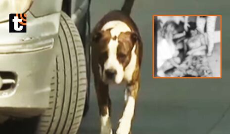 ¡Tragedia en Villa El Salvador! Pitbull ataca brutalmente a hombre y le deja el rostro desfigurado